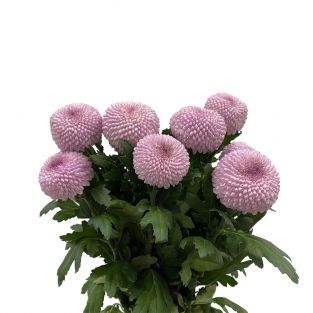 Chrysanthemum Ping Pong Momoko Pink - Vietnam