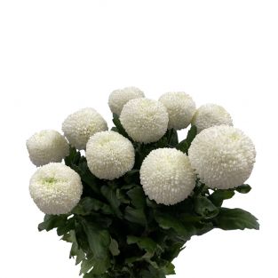 Chrysanthemum Ping Pong White - Vietnam