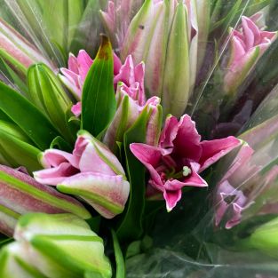 Lily Orientals ANY Pink - Taiwan
