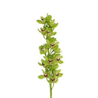 Cymbidium Orchid Standard Green X8 - New Zealand