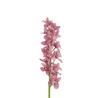 Cymbidium Orchid Standard Pink X8 - New Zealand