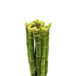 Lucky Bamboo 80cm - Indonesia
