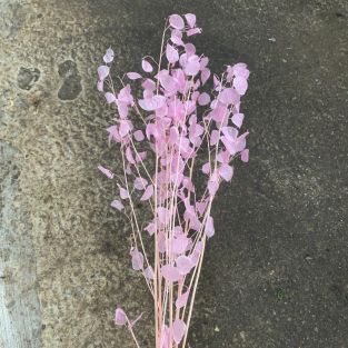 Lunaria Dried Pink - Holland