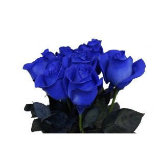 Rose Tinted Blue - Ecuador
