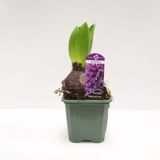 Hyacinthus Purple Sensation Purple (1 in a Pot) - Holland