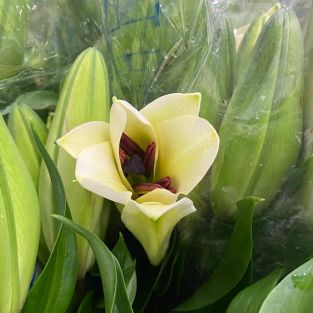 Lily Oriental Yellow - Taiwan