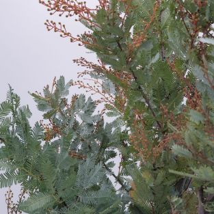 Mimosa Baleyana - Italy