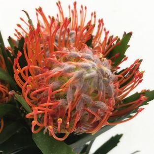 Leucospermum Tango - South Africa