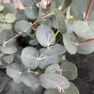 Eucalyptus Gunnii - Italy