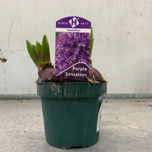 Hyacinthus Purple Sensation Purple (3 in a Pot) - Holland