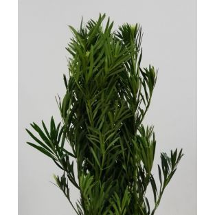 Podocarpus S Size - Malaysia