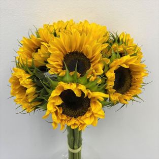 Sunflower - Taiwan